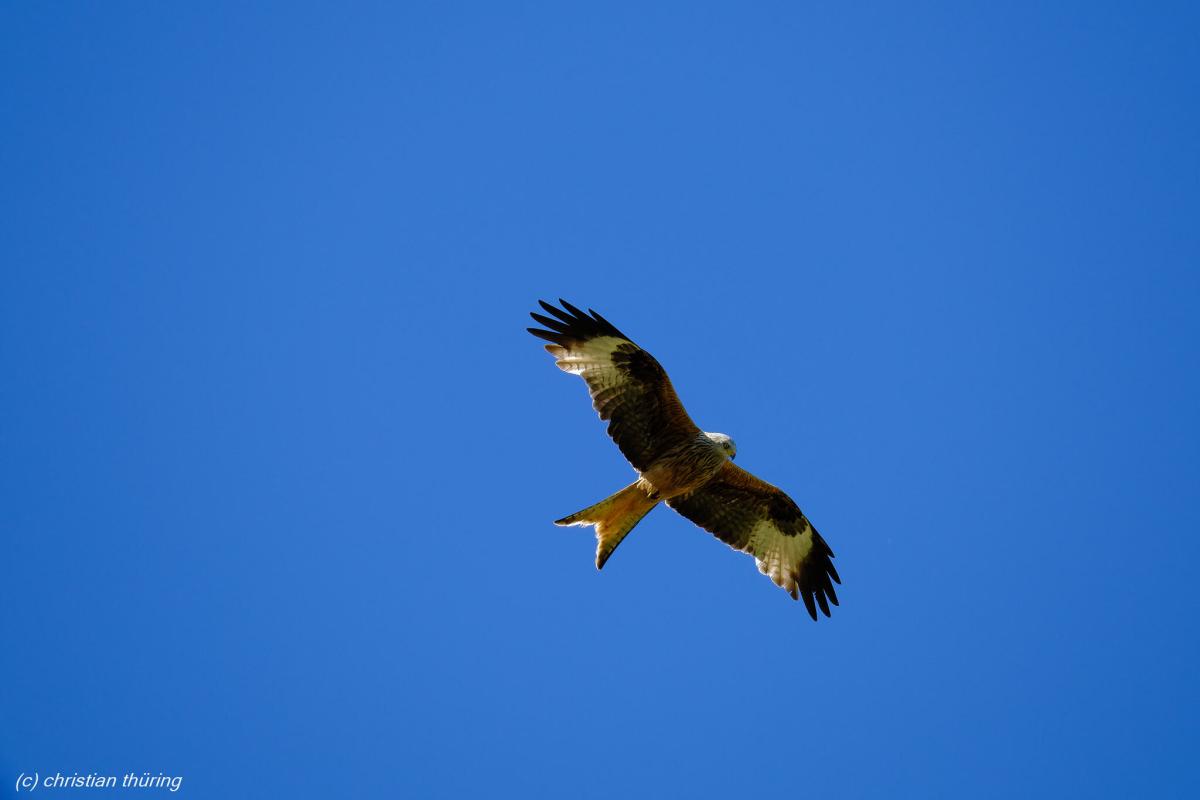 Ein Rotmilan mit ausgebreiteten Flügeln fliegt vor wolkenlosem, blauem Himmel.