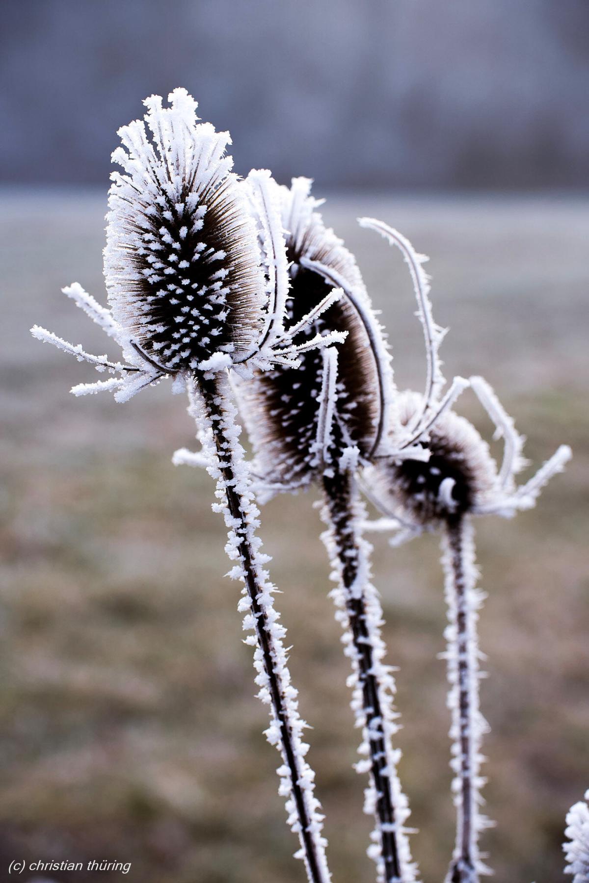 Drei Wilde Karden, mit Raureif bedeckt, stehen auf einer Wiese im Winter.