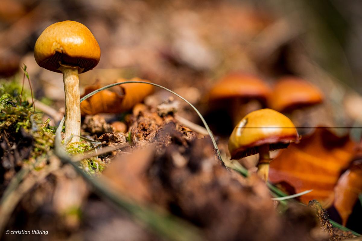 Mehrere braune Pilze wachsen auf feuchtem Waldboden, umgeben von Moos und Laub.