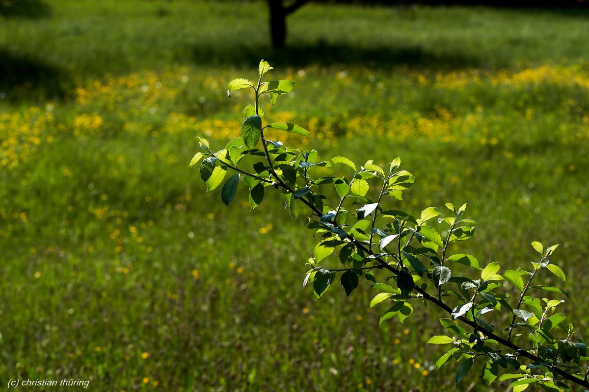 Ein belaubter Zweig ragt in eine sonnige Wiese mit gelben Blüten. im Hintergrund unscharfes Gras.