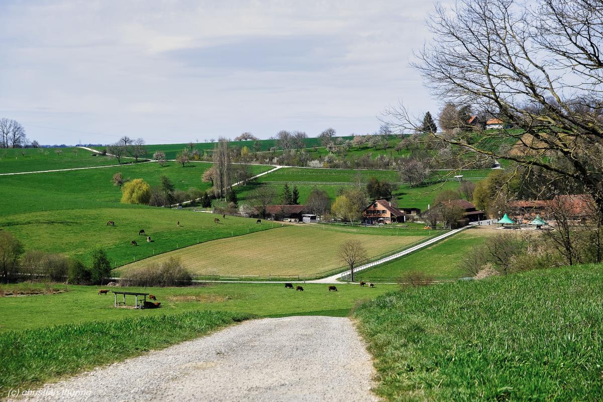 Blick über grüne Wiesen mit Kühen, Bauernhäusern und Feldwegen unter leicht bewölktem Himmel.