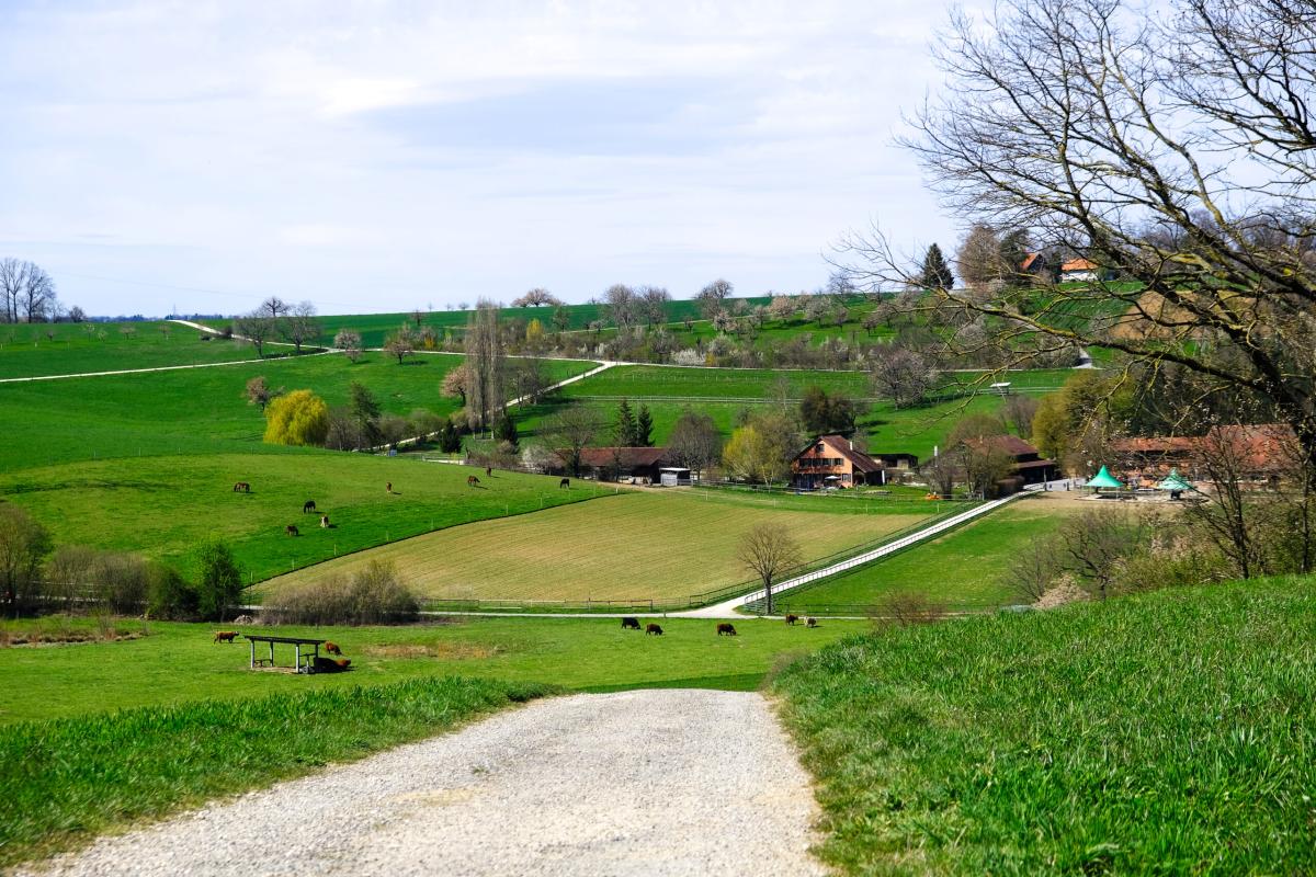Grüne Hügellandschaft mit verstreuten Bäumen, Weiden, Kühen und Bauernhäusern.