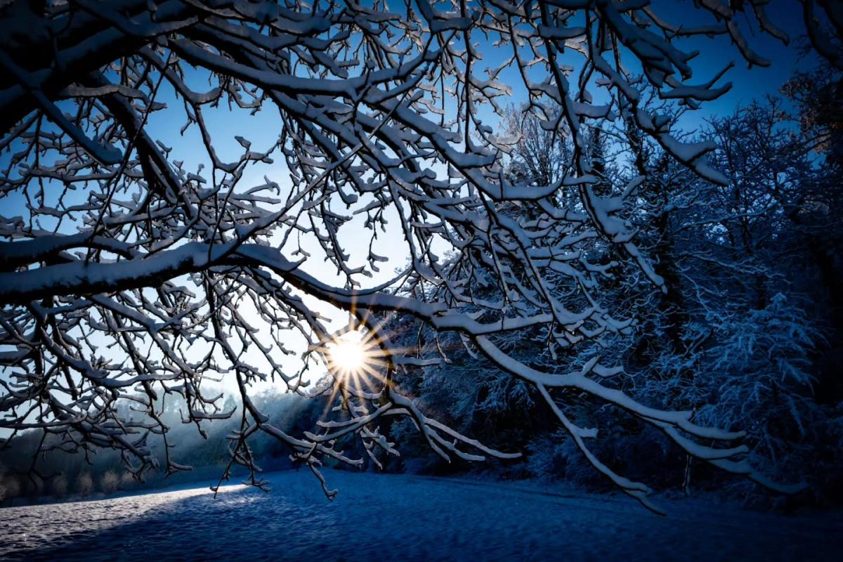 Schneebedeckte Äste im Vordergrund, dahinter tiefstehende Sonne und winterlicher Waldrand.