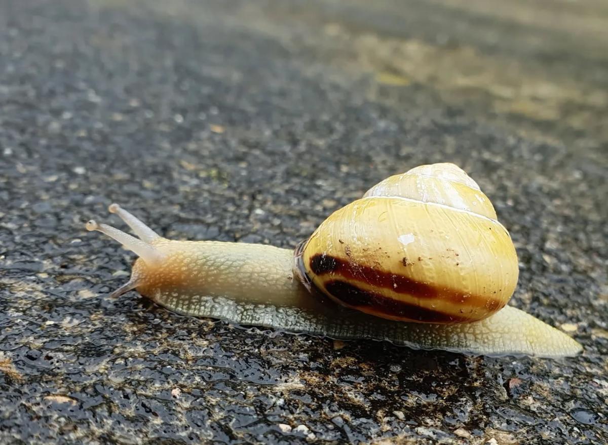 Eine gelb-braun gestreifte Gehäuseschnecke kriecht über nassen Asphalt.