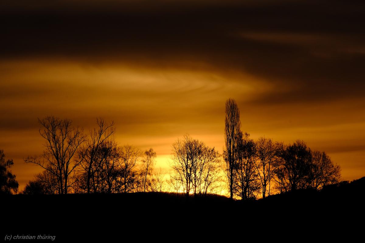 Mehrere laublose Bäume stehen als Silhouetten vor einem orange-goldenen Sonnenuntergang.