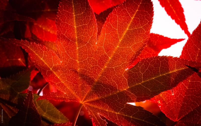 Rotes Ahornblatt im Herbstlicht